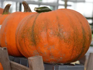 南瓜，秋天，植物，装饰，水果，多汁，食物，成熟