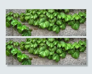 绿色，叶子植物，灰色，路面，常春藤，藤蔓，叶子，植物