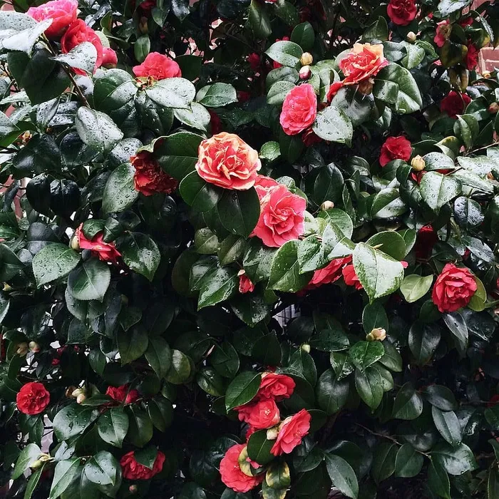 粉红花植物