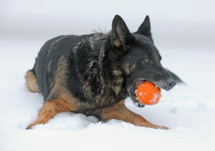 狗，玩耍，雪，狗，冬天，冰，德国，德国牧羊犬