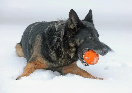 狗,玩耍,雪,狗,冬天,冰,德国,德国牧羊犬 狗,玩耍,雪,狗,冬天,冰,德国,德国牧羊犬