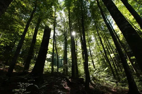 自然、旅游、户外、景观、自然、旅游业、徒步旅行、山地、森林 自然、旅游、户外、景观、自然、旅游业、徒步旅行、山地、森林