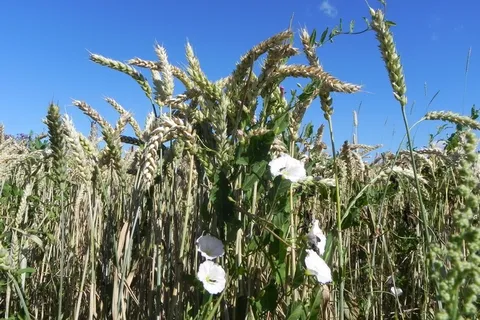 漏斗线,bindweed,小麦,穗,风,攀缘植物,植物,缠绕 漏斗线,bindweed,小麦,穗,风,攀缘植物,植物,缠绕