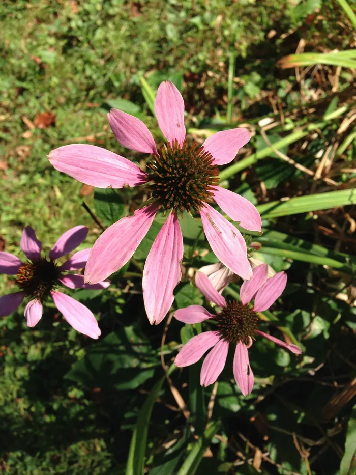 黑眼苏珊红，黑眼苏珊红，干花，黑眼苏珊红，干花