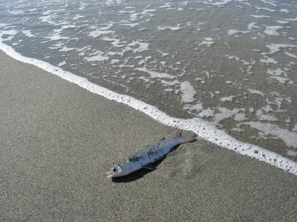 海洋、鱼类、波浪、海滩沙滩、海洋、自然、海滩、海岸