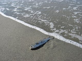 海洋、鱼类、波浪、海滩沙滩、海洋、自然、海滩、海岸