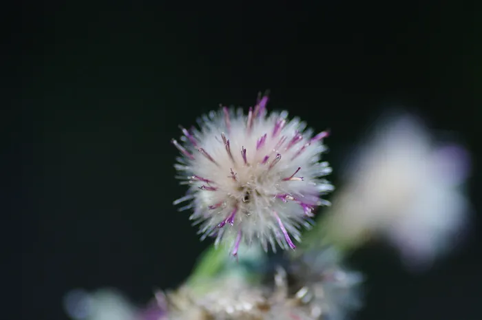 蓟, 自然, 详细信息, 花, 开花植物, 植物, 新鲜, 自然之美