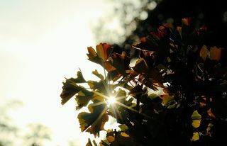 日落、太阳、傍晚、黄昏、黎明、红色、橙色、自然