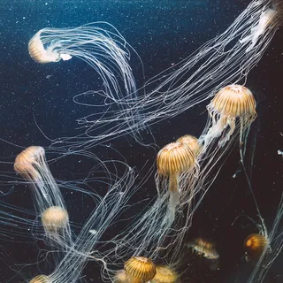 水母学校 水母学校