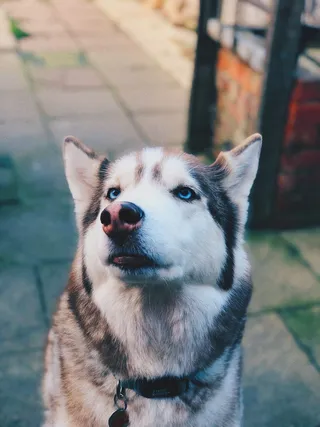 赫斯基, 狗, 宠物, 哺乳动物, 犬, 动物, 3 thames rd, 英国