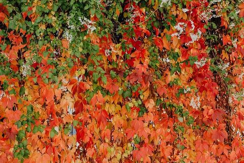 公园里五颜六色的藤蔓和树叶