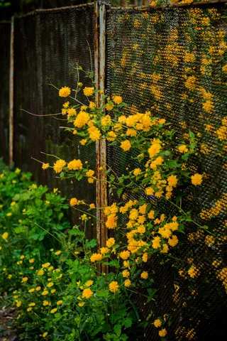 植物，罐子，花瓶，陶器，盆栽植物，叶子，树，花盆