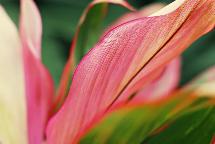 粉红花瓣花，植物，花，花，花朵，花瓣，植物园，澳大利亚，凯恩斯