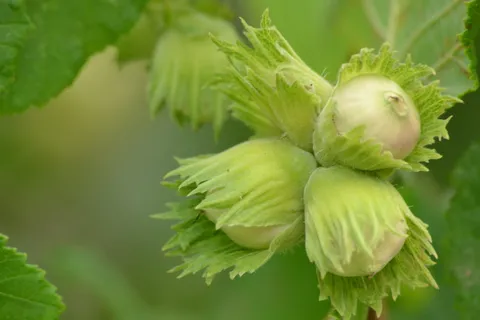 灌木、树木、榛子、自然、植物、景观、绿色、花园 灌木、树木、榛子、自然、植物、景观、绿色、花园