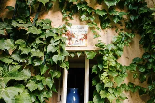 植物、常春藤、藤蔓、树叶、栏杆、扶手、支架、栏杆