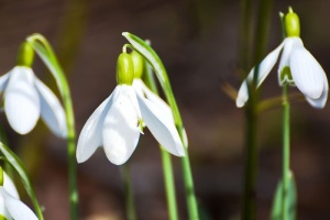 雪花莲、冬天、大自然、白色、春天的迹象、花园、植物、弗林斯三芳