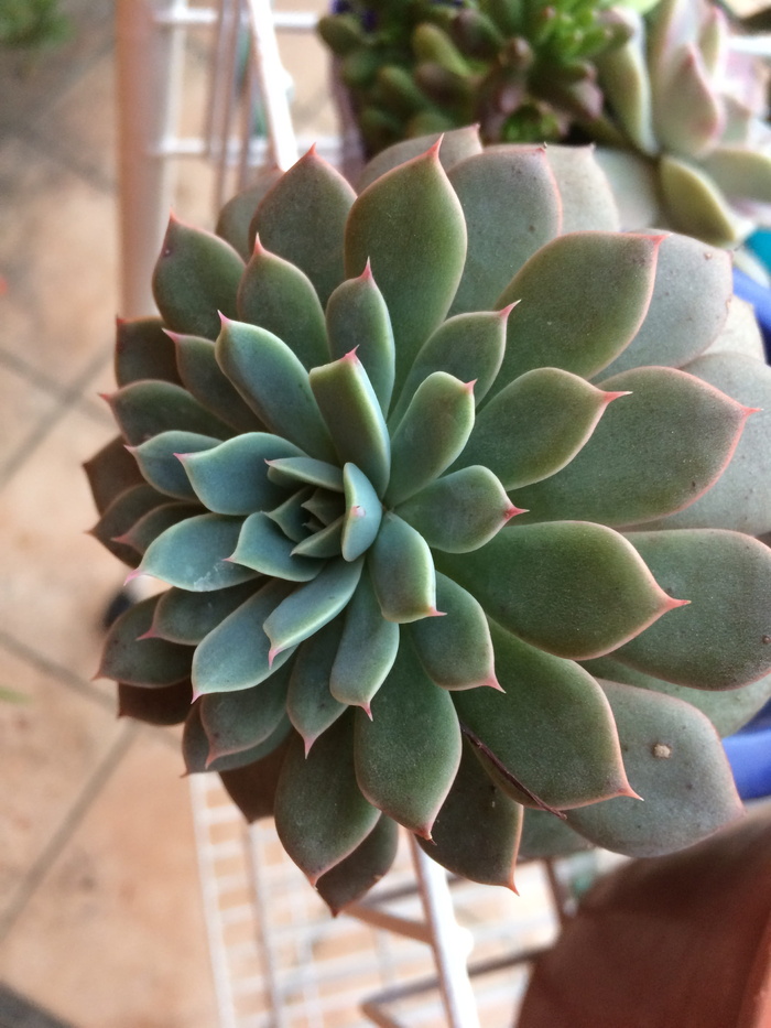 植物，仙人掌科，肉质，自然，生长，肉质植物，特写，自然之美