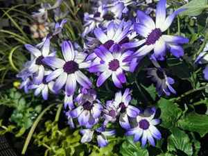 植物，花朵，花朵，花瓣，紫色，密歇根大道500号，芝加哥，美国
