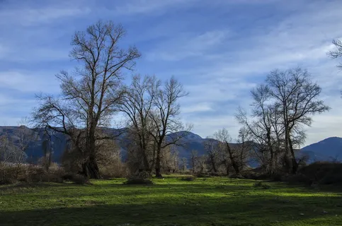 森林里光秃秃的树