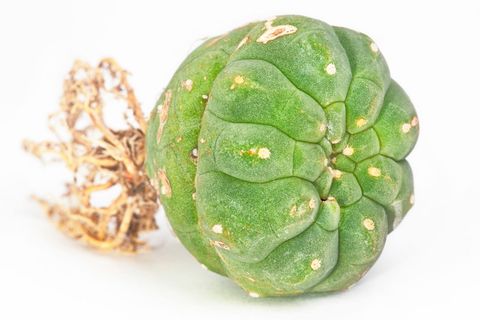 仙人掌, 绿色, 室内植物, 植物, 白, 孤立, 食品和饮料, 健康饮食