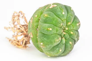 仙人掌, 绿色, 室内植物, 植物, 白, 孤立, 食品和饮料, 健康饮食