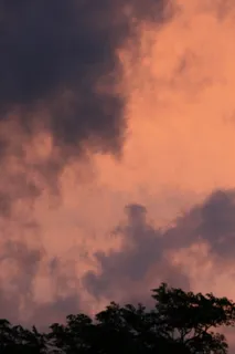 天空,日落,粉色,辉光,云朵,纤细,深色,树梢 天空,日落,粉色,辉光,云朵,纤细,深色,树梢