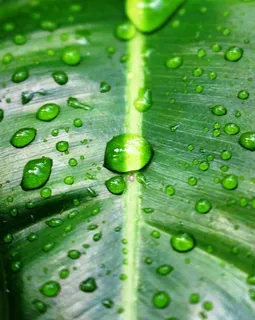 热带绿叶上的水滴 热带绿叶上的水滴