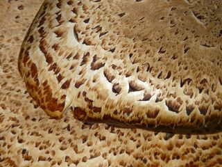 蘑菇，木耳，鳞片，水龙菇茎，水龙菇，真菌种类，原木，树桩