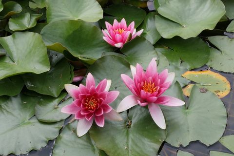 睡莲、粉色、花朵、湖泊、花朵、开花植物、叶子、大自然之美