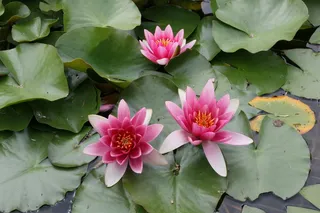 睡莲、粉色、花朵、湖泊、花朵、开花植物、叶子、大自然之美