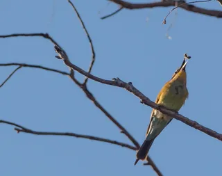 食蜂人、鸟类、澳大利亚、分支、栖息、树木、动物野生动物、动物主题