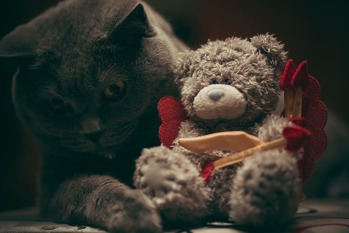 猫、抱物、灰色、熊、毛绒、玩具、对焦、摄影
