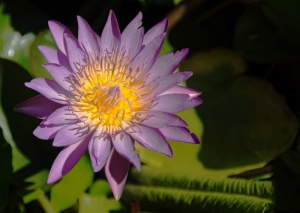 玫瑰、睡莲、植物、绿色、水、莲花、泰国、bloom