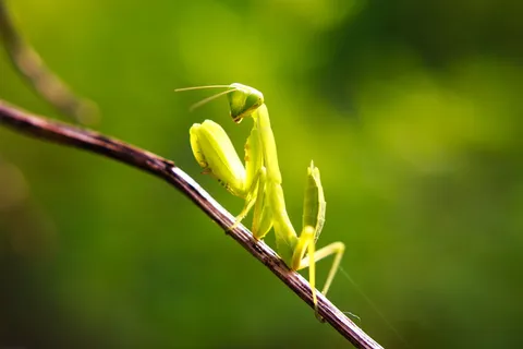 绿色小昆虫 绿色小昆虫