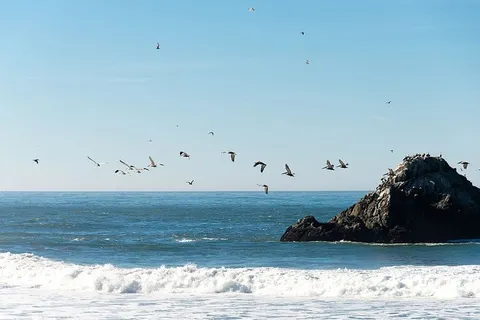 旧金山,海洋,沙滩,蓝色,太平洋,鸟类,鹈鹕,飞鸟 旧金山,海洋,沙滩,蓝色,太平洋,鸟类,鹈鹕,飞鸟