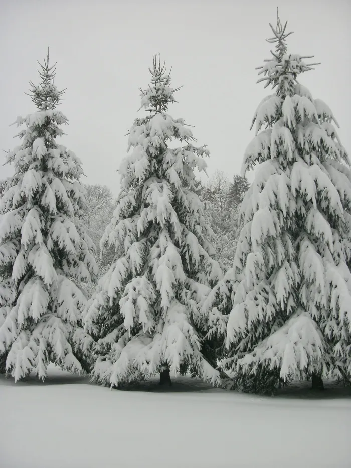 西弗吉尼亚，树木，户外，荒野，雪，暴风雪，树木，寒冷的温度