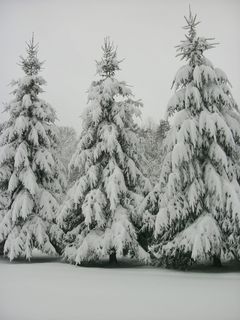 西弗吉尼亚,树木,户外,荒野,雪,暴风雪,树木,寒冷的温度 西弗吉尼亚,树木,户外,荒野,雪,暴风雪,树木,寒冷的温度