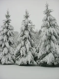 西弗吉尼亚,树木,户外,荒野,雪,暴风雪,树木,寒冷的温度 西弗吉尼亚,树木,户外,荒野,雪,暴风雪,树木,寒冷的温度