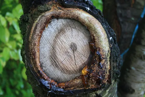 树,部落,结洞,树枝,树脂,森林,自然,木材 树,部落,结洞,树枝,树脂,森林,自然,木材