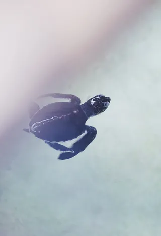 在水面上游泳的黑龟