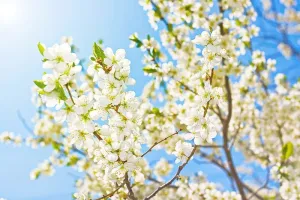 树，阳光，春天，花朵，阳光，阳光，盛开，自然