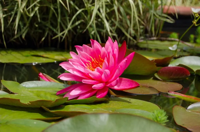 选择性，聚焦照片，粉色，睡莲花，百合花垫，自然，绿色，池塘