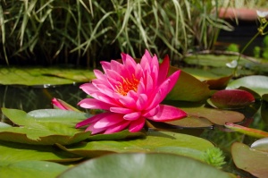 选择性，聚焦照片，粉色，睡莲花，百合花垫，自然，绿色，池塘
