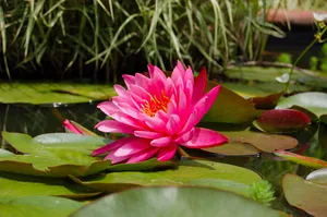 选择性，聚焦照片，粉色，睡莲花，百合花垫，自然，绿色，池塘