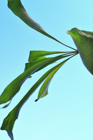 美国，旧金山，植物，绿色，蓝色，天空，夏天，编辑