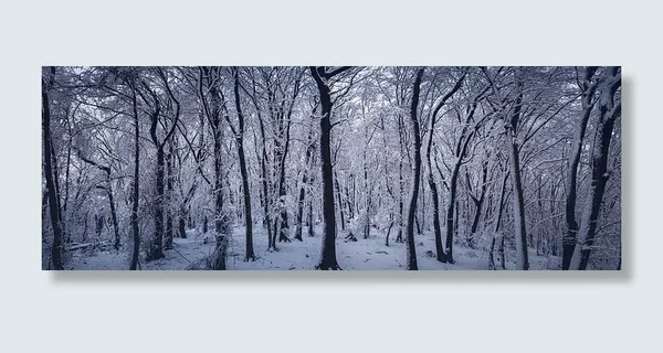 雪，森林，冬天，寒冷，森林，冰，全景，树木