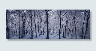 雪，森林，冬天，寒冷，森林，冰，全景，树木