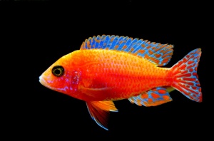 仙女濑鱼，濑鱼，鱼，缺口酒吧，水族馆，盐水，游泳，脊椎动物