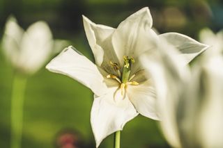 英国伦敦，海德公园，自然，自然，海德，城市，伦敦公园