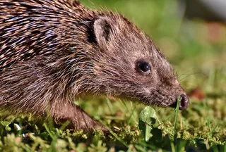 刺猬、刺、hannah、觅食、夜间活动、可爱、动物、多刺